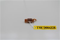 藏品(臺灣厚蟹)的圖片